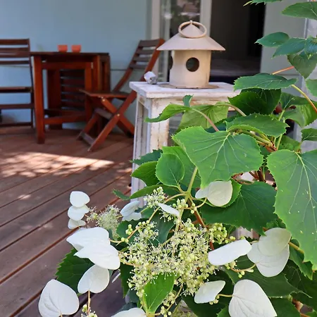 Modern With Garden In Apartment *
